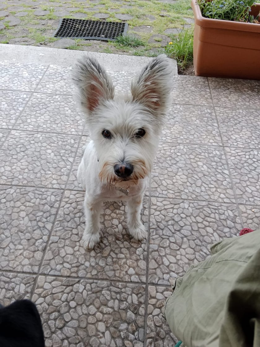 Psy użytkowników www.wroclaw.pl