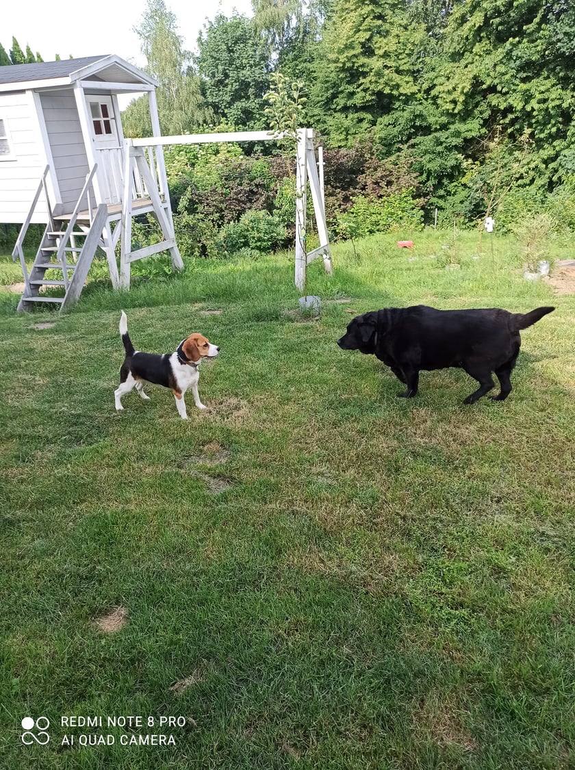 Psy użytkowników www.wroclaw.pl