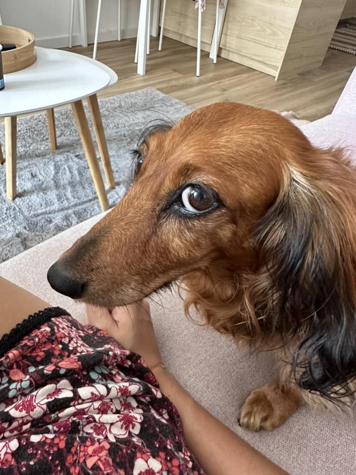 Psy użytkowników www.wroclaw.pl