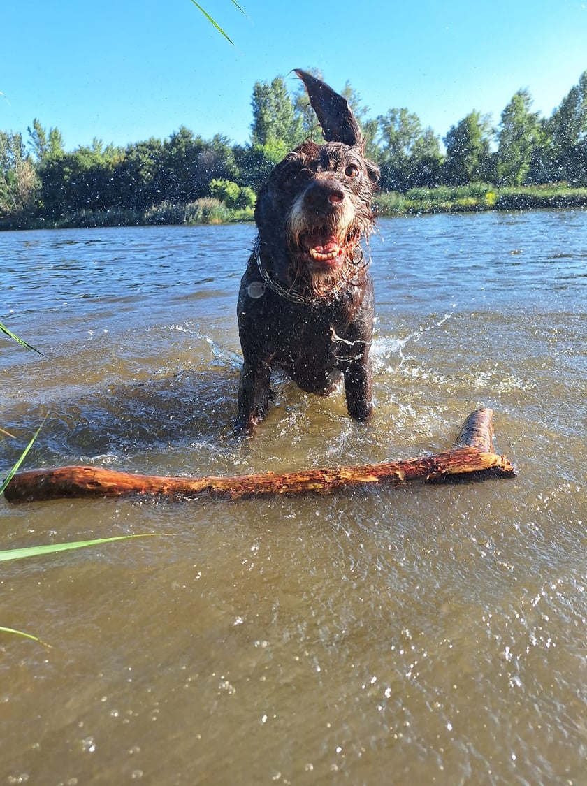 Psy użytkowników www.wroclaw.pl