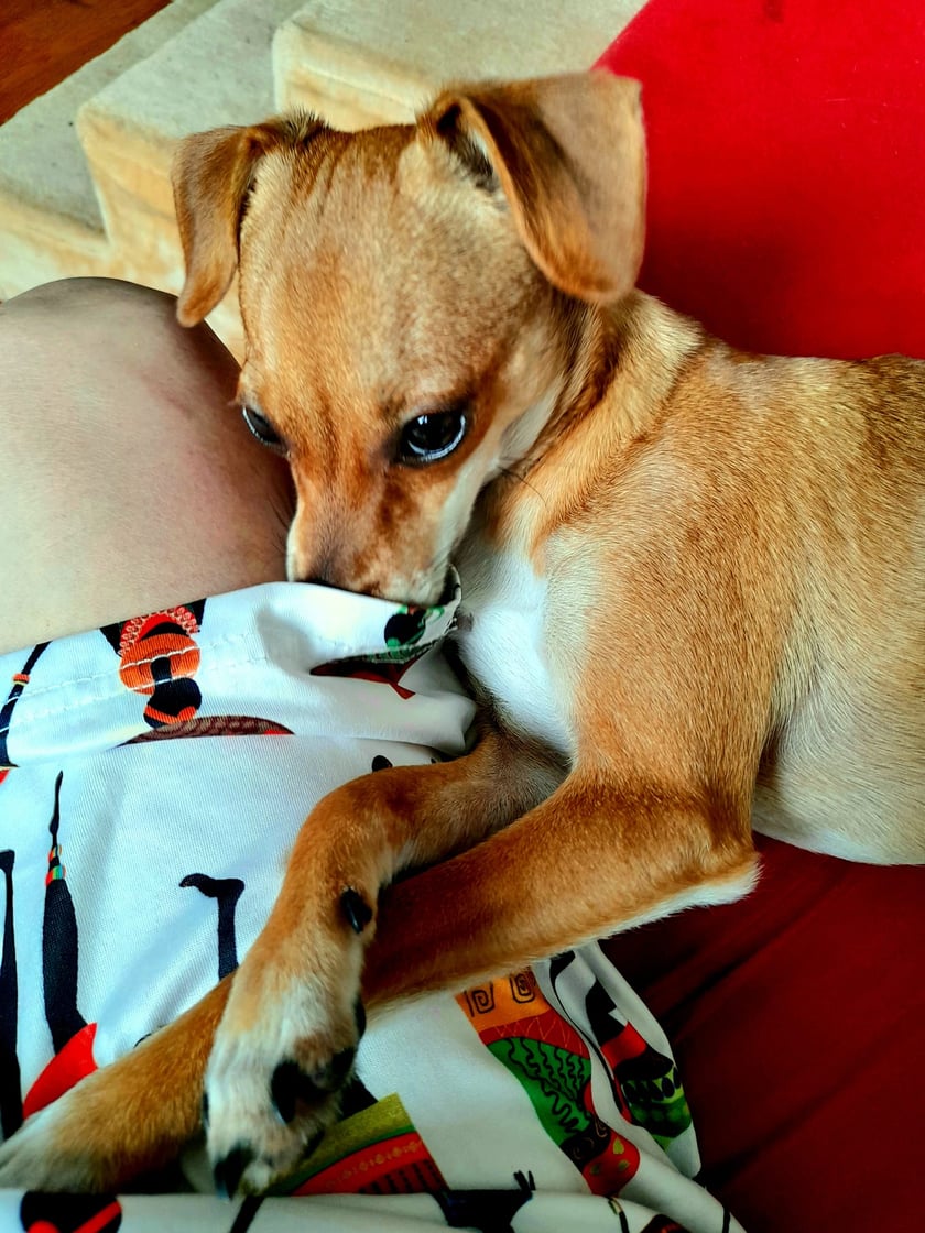 Psy użytkowników www.wroclaw.pl