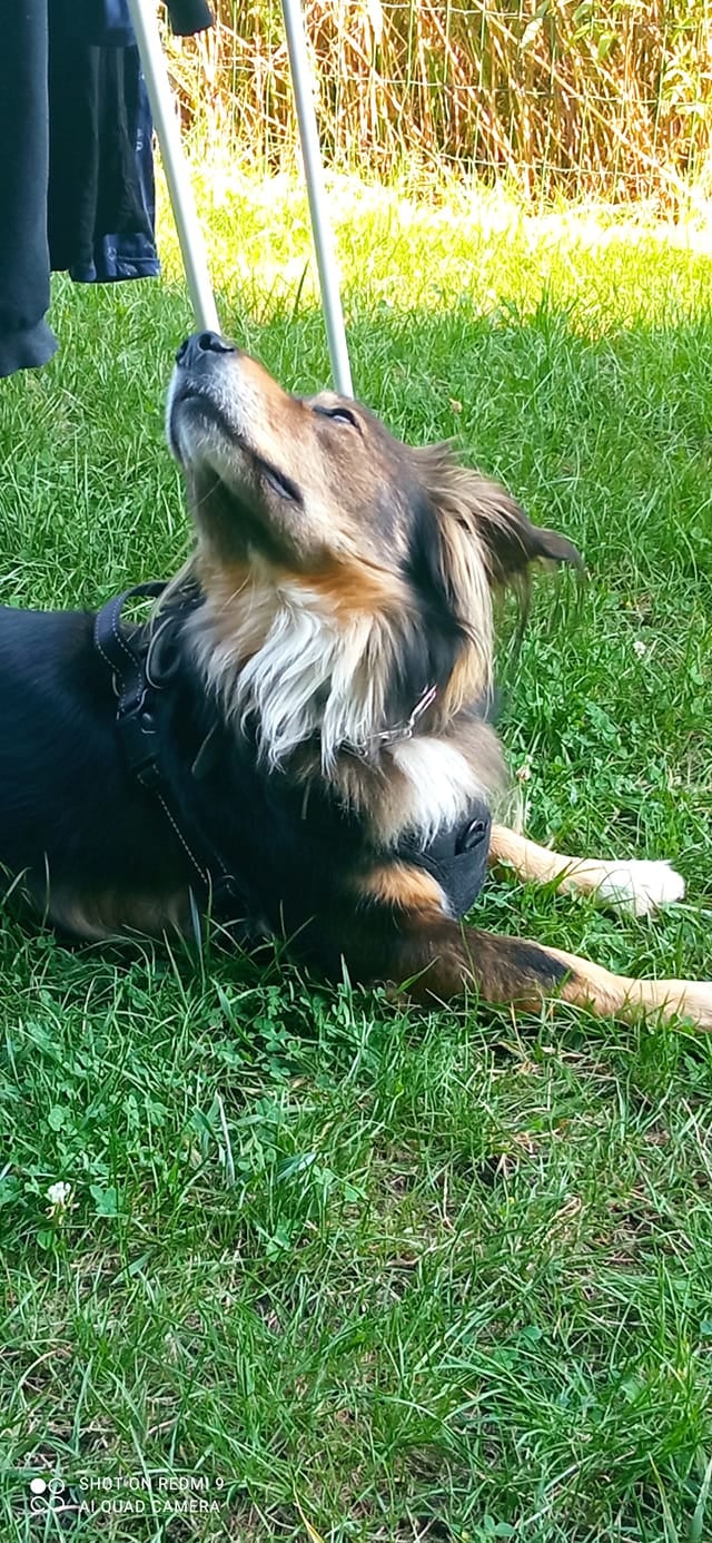 Psy użytkowników www.wroclaw.pl