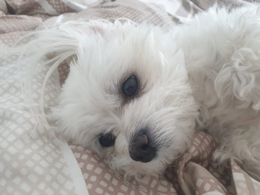 Psy użytkowników www.wroclaw.pl