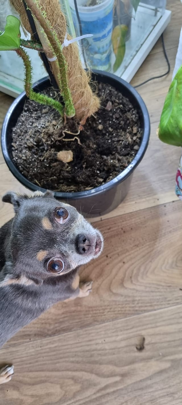 Psy użytkowników www.wroclaw.pl