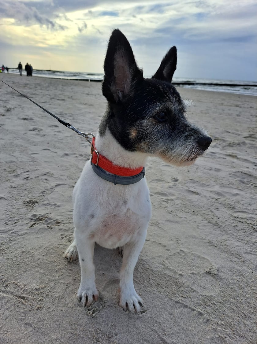 Psy użytkowników www.wroclaw.pl