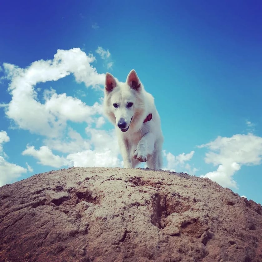 Psy użytkowników www.wroclaw.pl