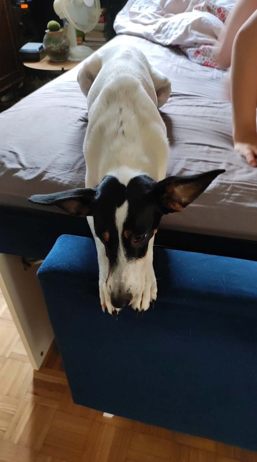 Psy użytkowników www.wroclaw.pl