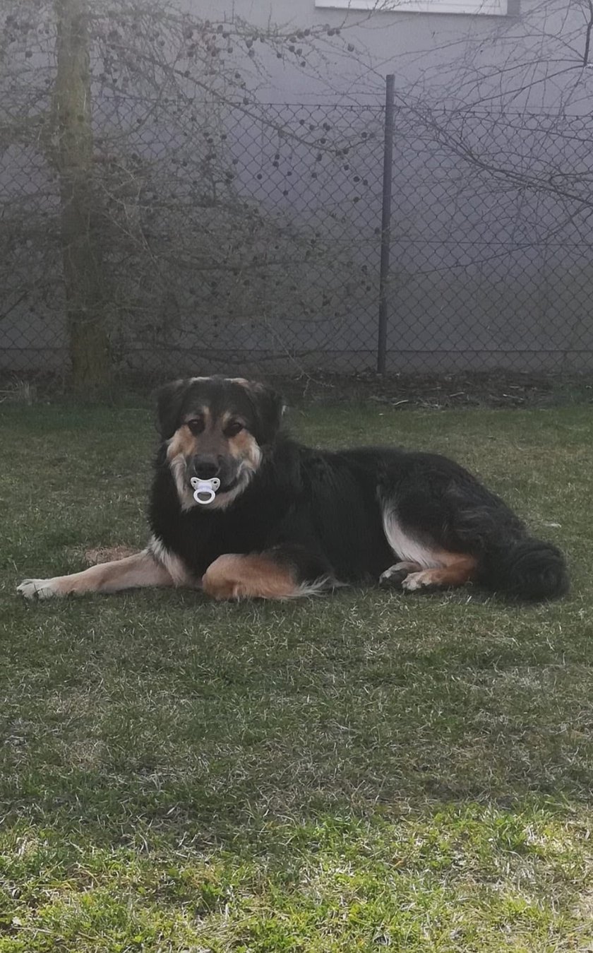 Psy użytkowników www.wroclaw.pl