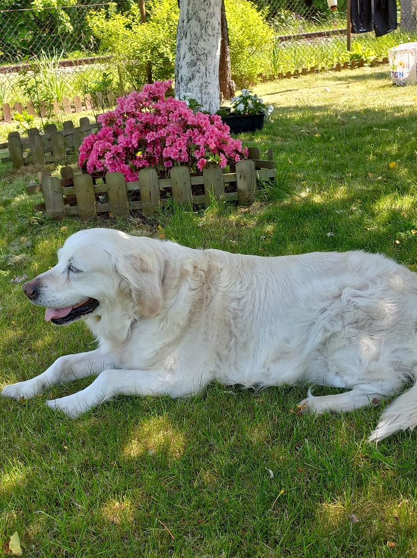 Psy użytkowników www.wroclaw.pl