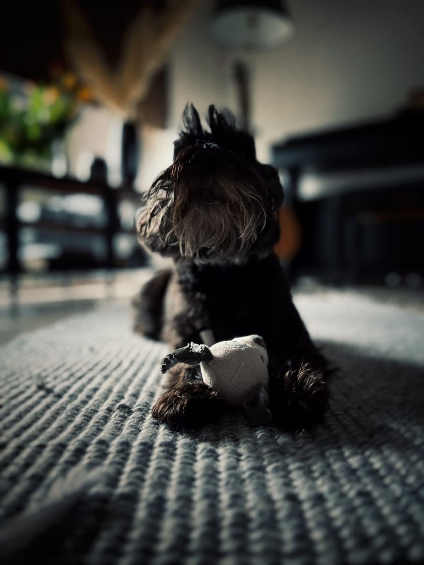 Psy użytkowników www.wroclaw.pl