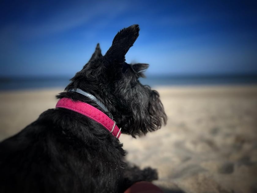 Psy użytkowników www.wroclaw.pl