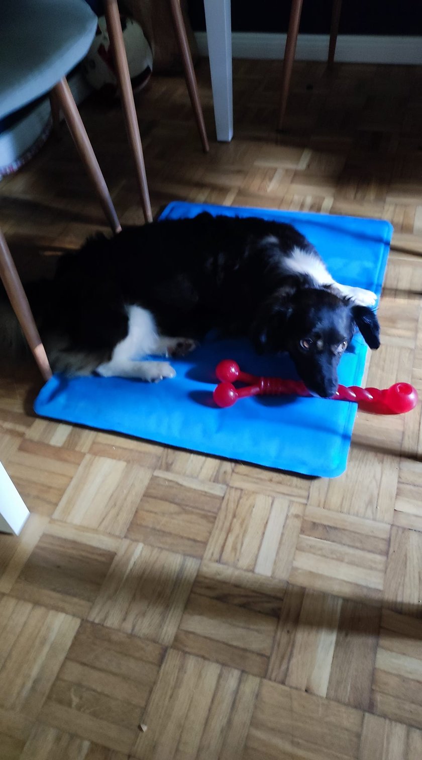 Psy użytkowników www.wroclaw.pl