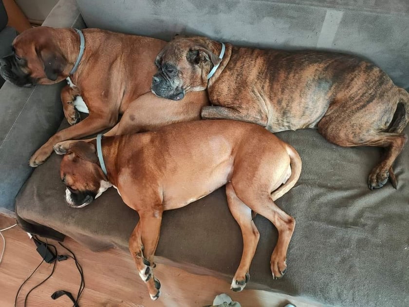 Psy użytkowników www.wroclaw.pl