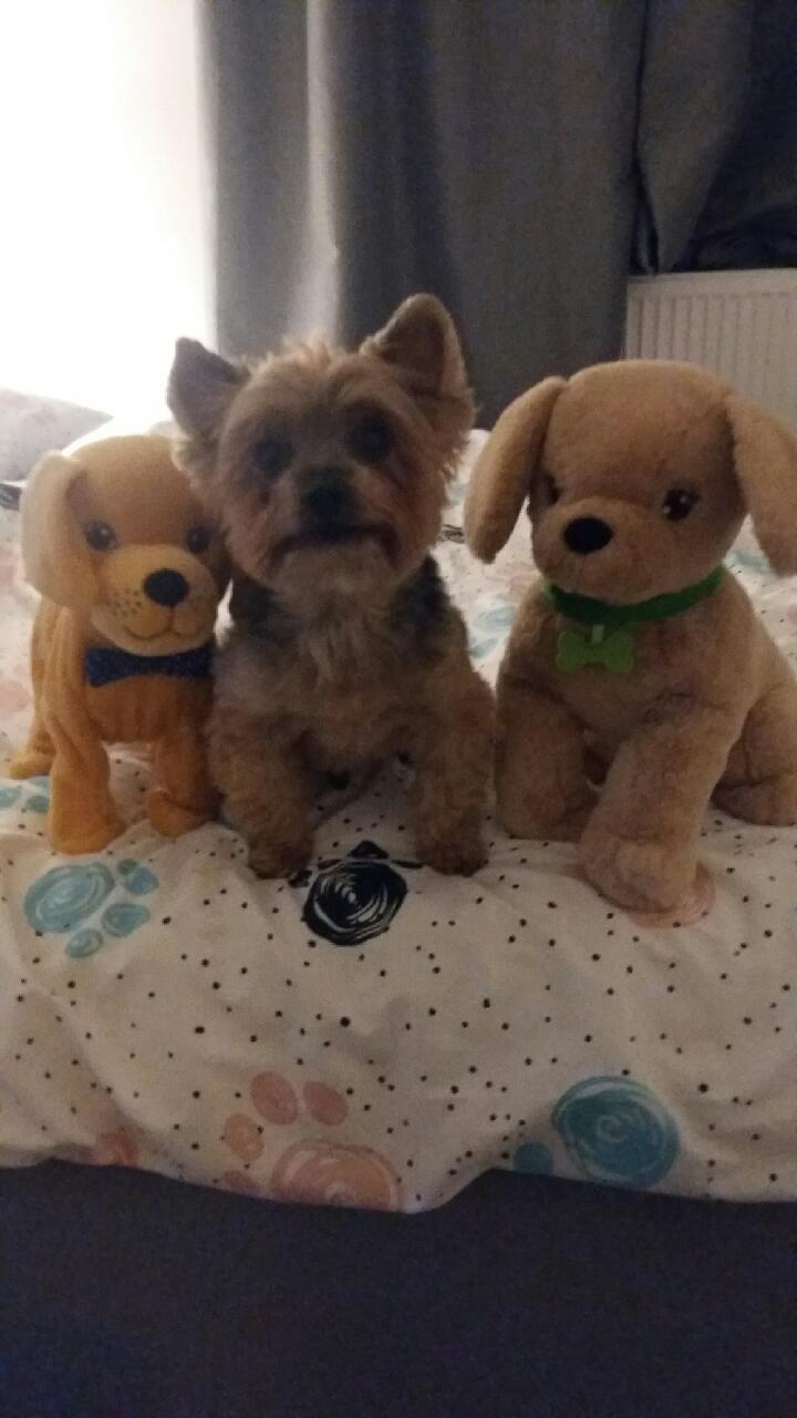 Psy użytkowników www.wroclaw.pl