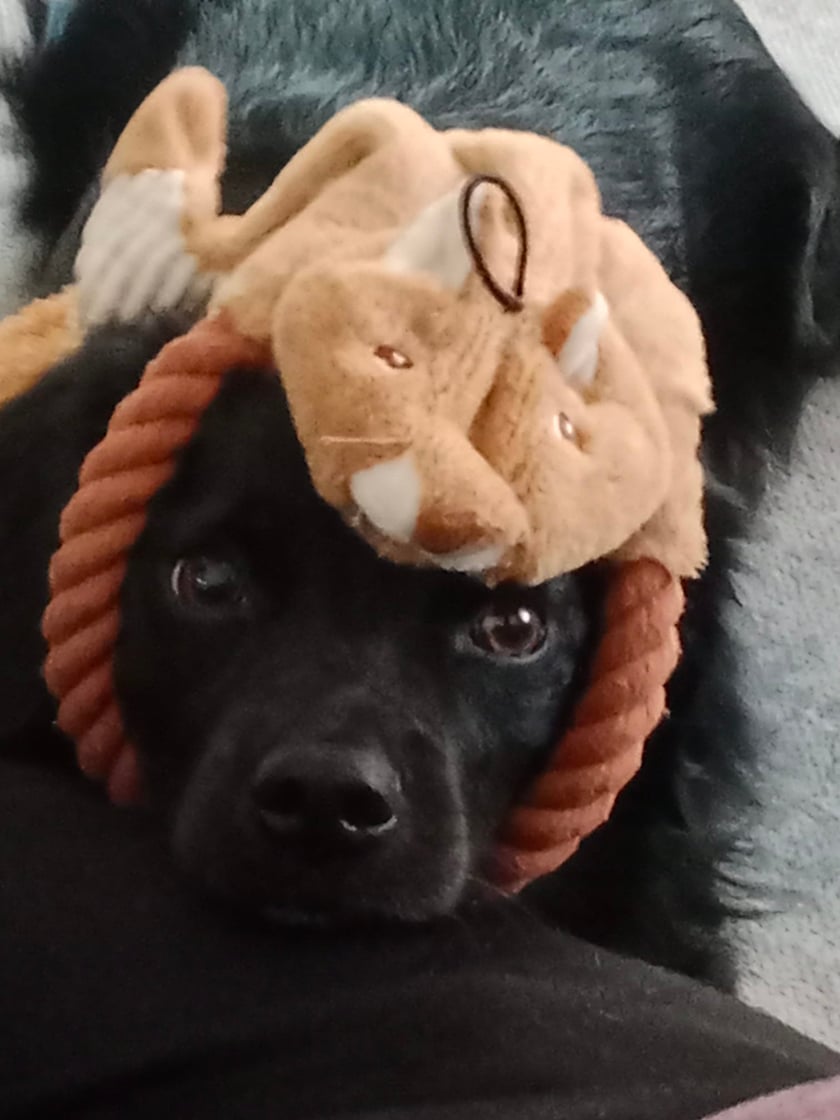 Psy użytkowników www.wroclaw.pl