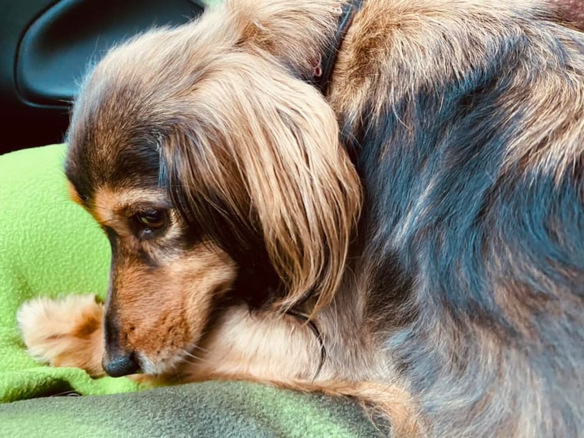 Psy użytkowników www.wroclaw.pl