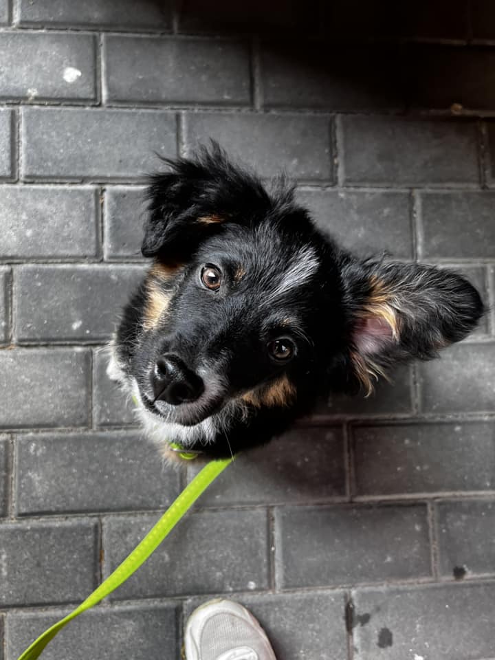 Psy użytkowników www.wroclaw.pl