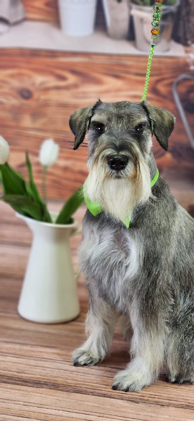 Psy użytkowników www.wroclaw.pl