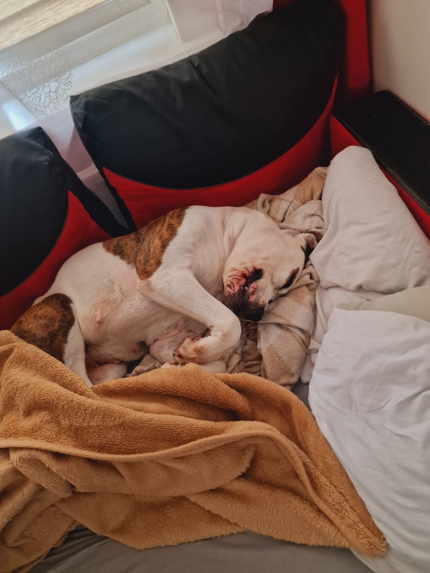 Psy użytkowników www.wroclaw.pl