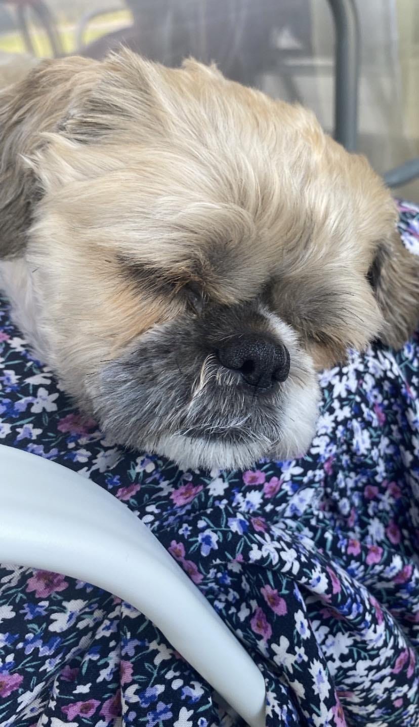 Psy użytkowników www.wroclaw.pl