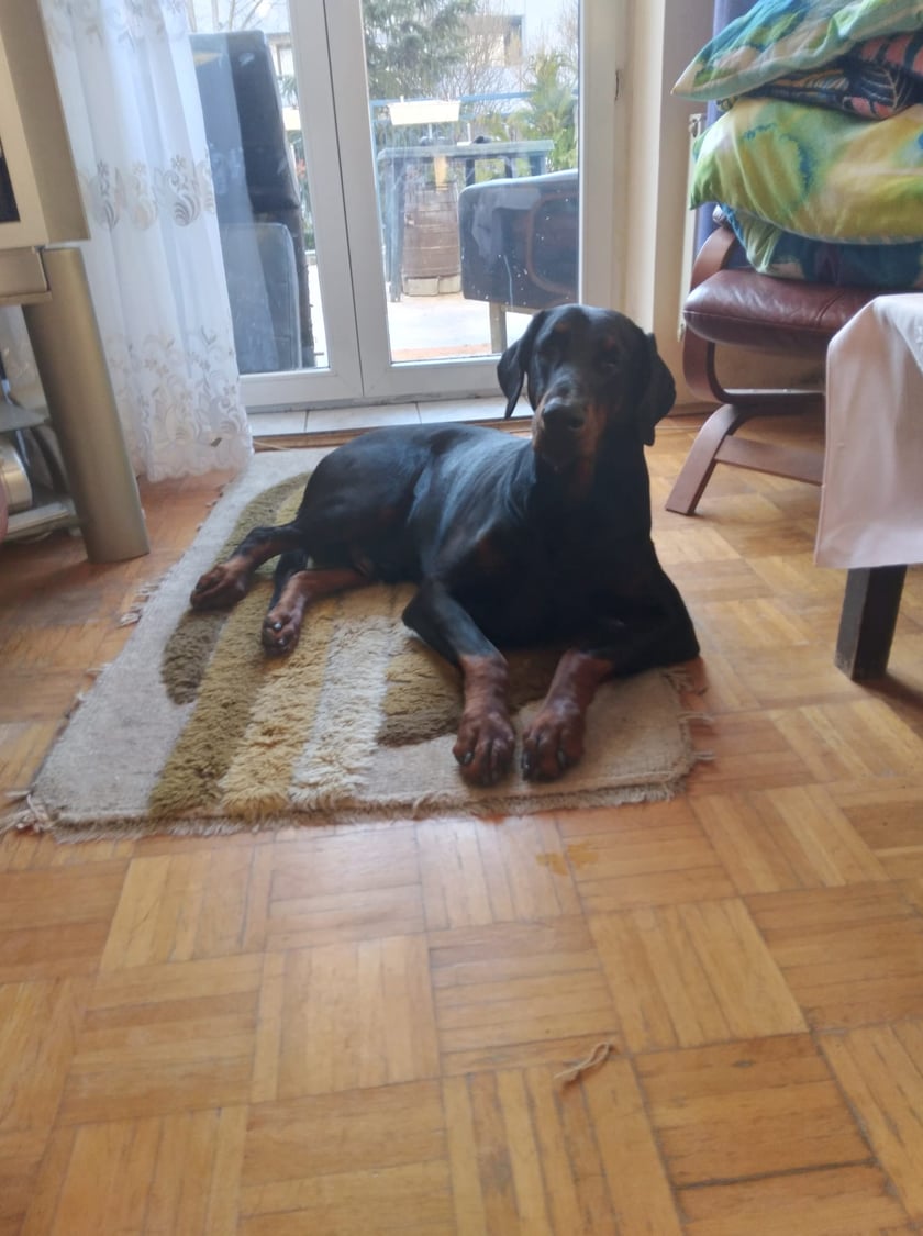 Psy użytkowników www.wroclaw.pl