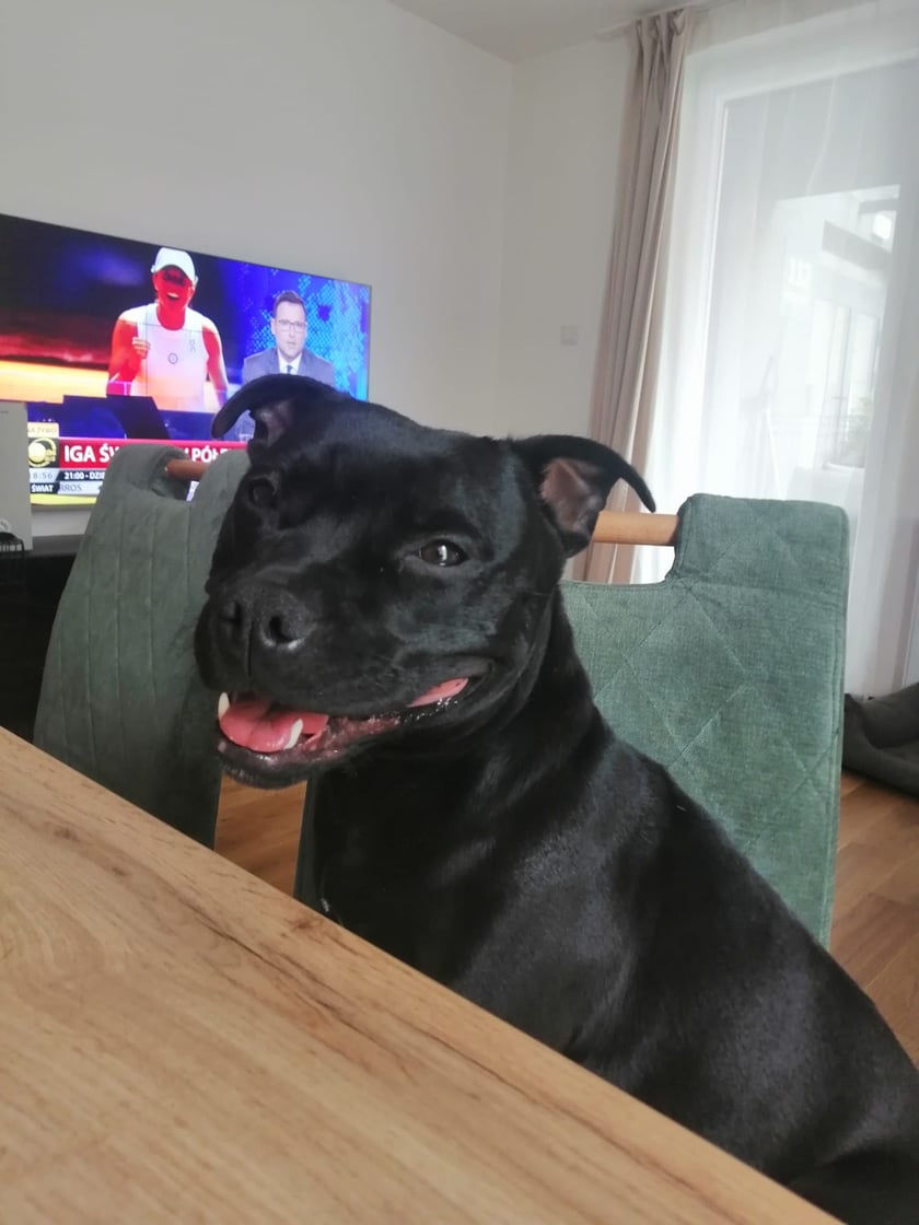 Psy użytkowników www.wroclaw.pl