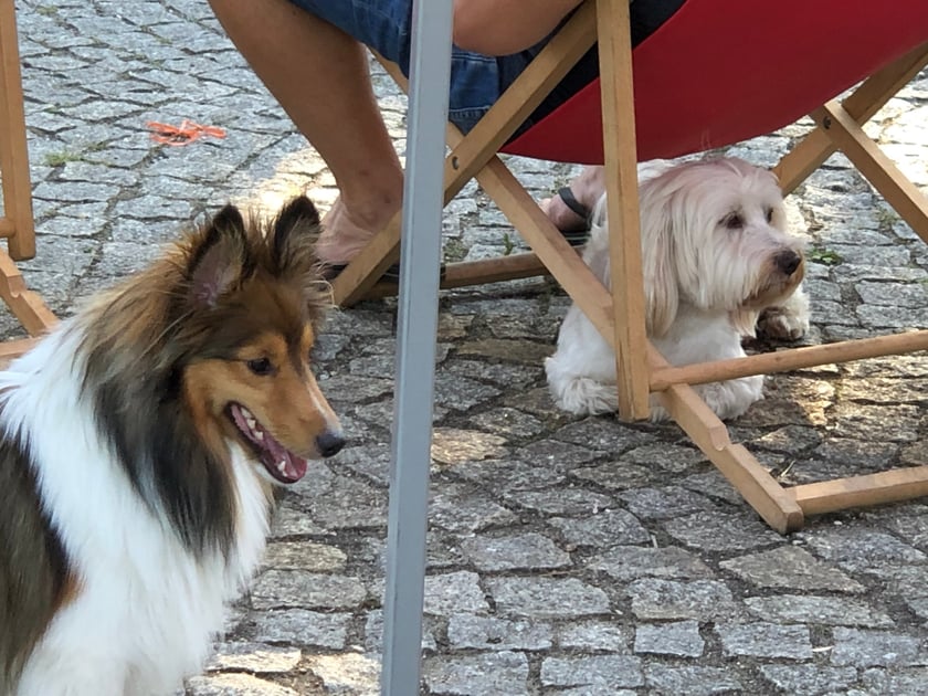 Nadodrzański Dzień Psa w Parku Staszica