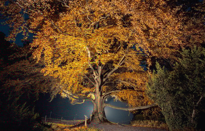 Buk "Serce Ogrodu" w Arboretum Wojsławice, który został Drzewem Roku 2023