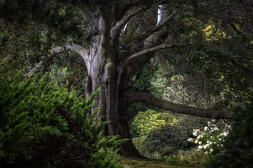 Buk "Serce Ogrodu" w Arboretum Wojsławice, który został Drzewem Roku 2023
