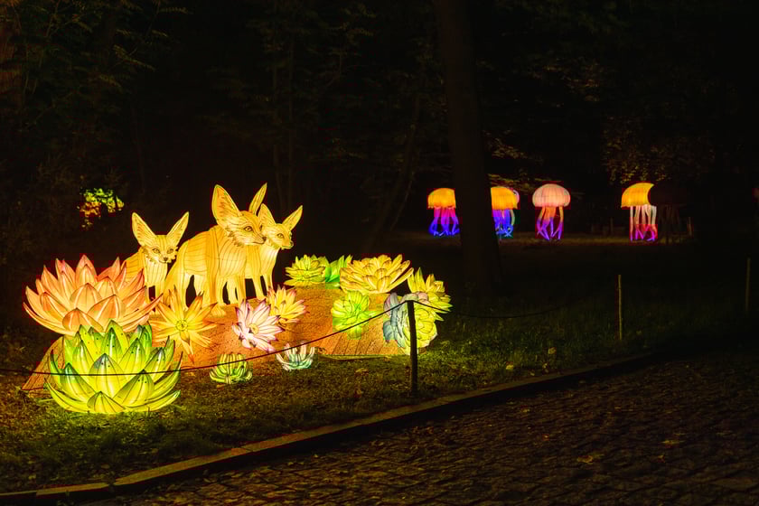 Garden of Lights - Ogród Świateł - wystawa "Dzika Afryka"