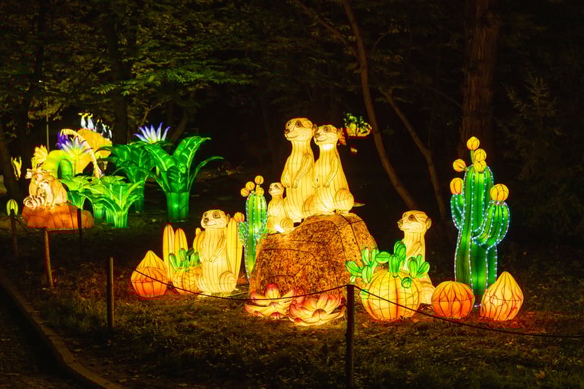 Garden of Lights - Ogród Świateł - wystawa "Dzika Afryka"
