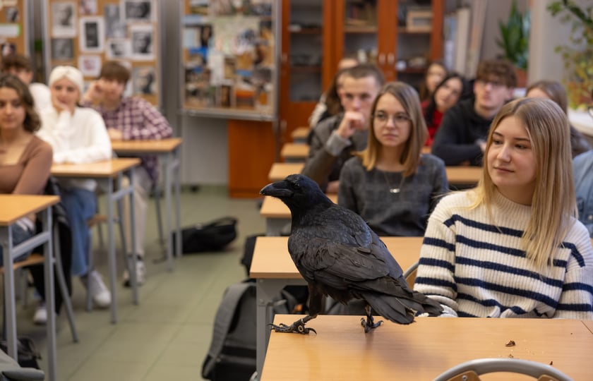 Uczniów IV LO odwiedza kruk - Ronin