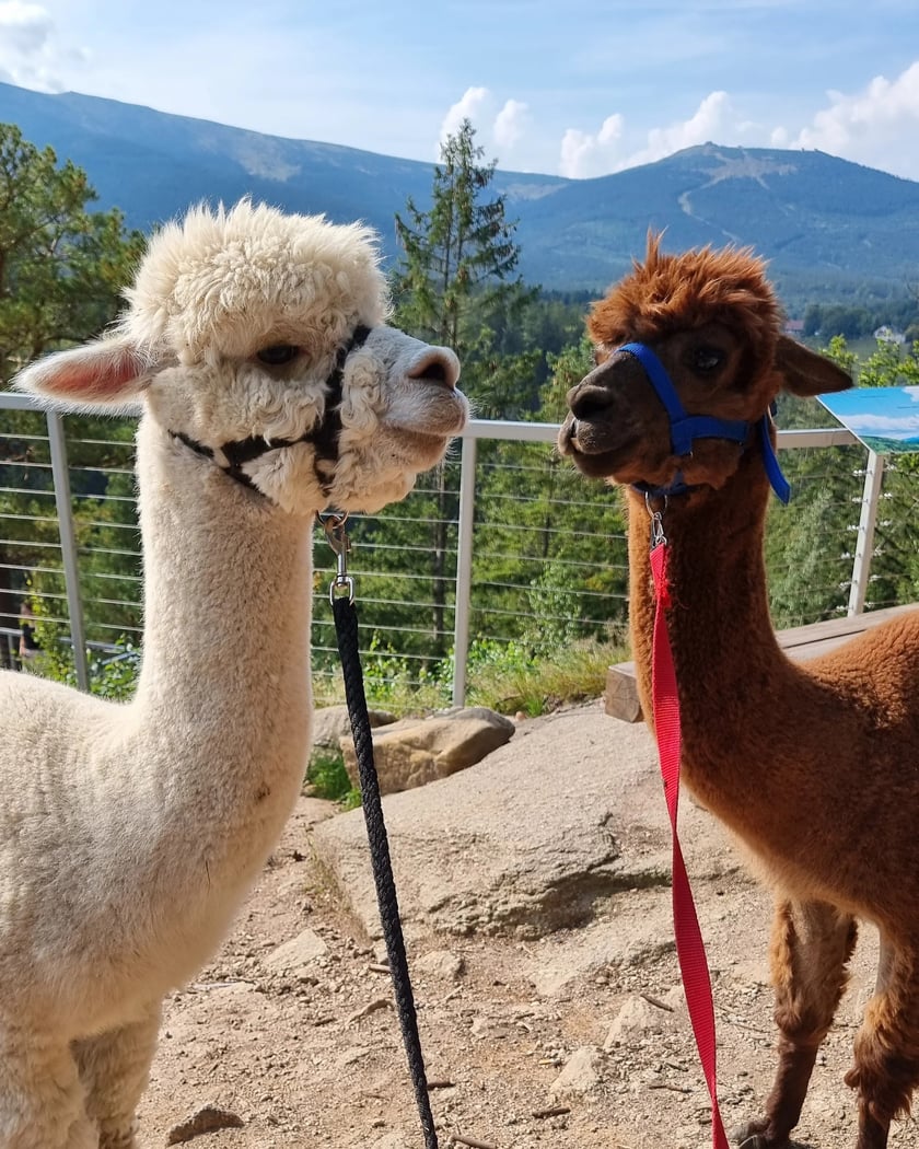 Alpaki w Karkonoszach