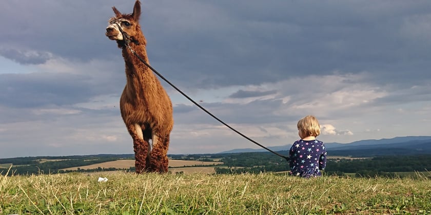 Alpaki z Prosz&oacute;wki
Hodowla Alpaki z Prosz&oacute;wki&nbsp;powstała w 2010 roku. To właśnie wtedy do Prosz&oacute;wki, malowniczej wioski położonej u podn&oacute;ża G&oacute;r Izerskich (13 km od Świeradowa Zdroju) przyjechały pierwsze alpaki. Obecnie mieszka tu&nbsp;aż&nbsp;30 alpak, z kt&oacute;rymi możecie wybrać się na spacer (jednorazowo może wyjść na niego 10 alpak). W hodowli spotkacie r&oacute;wnież kucyki, papużki, kr&oacute;liki oraz przemiłe psy berneńskie.&nbsp;
&ndash; Na spacer wychodzimy poza zagrodę na pobliską kapliczkę z widokiem na całą panoramę Karkonoszy oraz pog&oacute;rza Izerskiego. Trasa w większości asfaltowa, pozostała część jest drogą szutrową, także przyjazna dla rodzin z dziećmi oraz os&oacute;b niepełnosprawnych &ndash; opowiadają właściciele.
Na miejscu jest r&oacute;wnież sklep, w kt&oacute;rym można kupić wyroby z wełny alpak. Wśr&oacute;d nich m.in. czapki, szaliki, kominy, swetry, rękawiczki, opaski, koce czy skarpetki. Jest też możliwość wypicia kawy i herbaty oraz zrobienia sobie ogniska.

Adres:&nbsp;Prosz&oacute;wka 38.
Na spacer wychodzą zazwyczaj dwie alpaki. Trwa ok. godzinę i kosztuje 80 zł za wszystkich, opr&oacute;cz tego zostaje pobrana opłata za wstęp na teren hodowli, gdzie odbywa się karmienie reszty stada i gdzie można spędzić z nimi czas &ndash;&nbsp;dorośli: 15 zł, dzieci: 10 zł (w tym marchewka dla alpak oraz czas nieograniczony na terenie hodowli).
Na spacer można się wybrać 7 dni w tygodniu po wcześniejszej rezerwacji &ndash;&nbsp;wyłącznie telefonicznej pod numerem 533 021 147.
