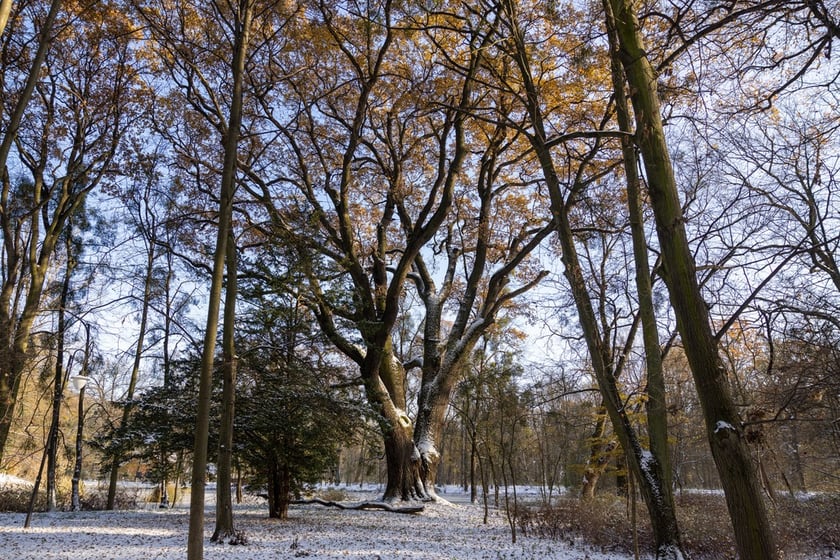 Pałac Korn&oacute;w w Pawłowicach - park z dębem "Paweł"