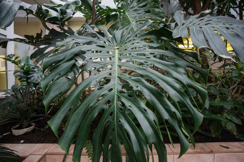 Mini ogr&oacute;d botaniczny w szkole podstawowej przy ul. Prostej