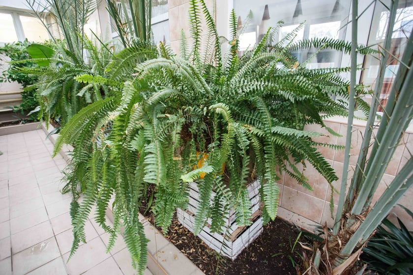 Mini ogr&oacute;d botaniczny w szkole podstawowej przy ul. Prostej