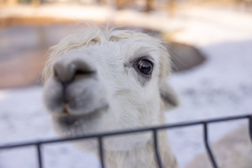Alpaka Poldek w dawnym majątku Korn&oacute;w na Pawlowicach