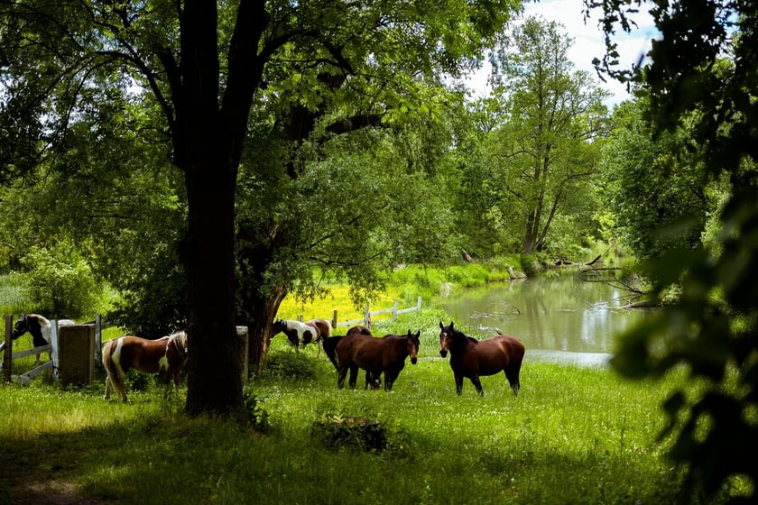 Zespół pałacowo-folwarczny w Samotworze