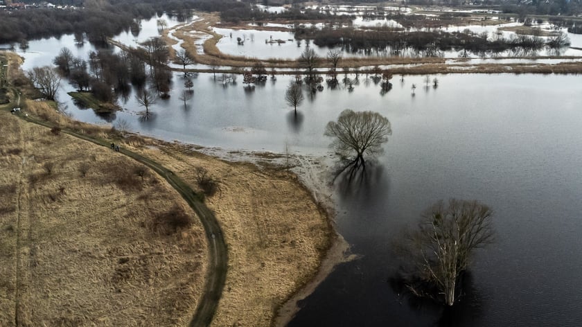 Woda z Widawy stojąca na niezabudowanych terenach we Wrocławiu (18 lutego 2024)