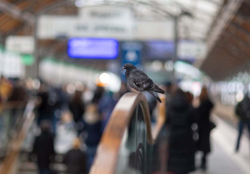 Dworzec Wrocław Główny