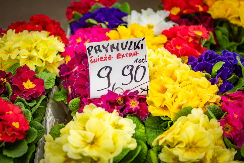 Targowisko przy. ul. Radosnej we Wrocławiu
