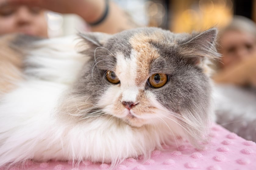 Prezentacja kotów rasowych w Magnolia Park - 24 marca