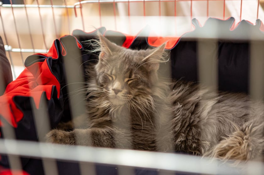 Prezentacja kotów rasowych w Magnolia Park - 24 marca