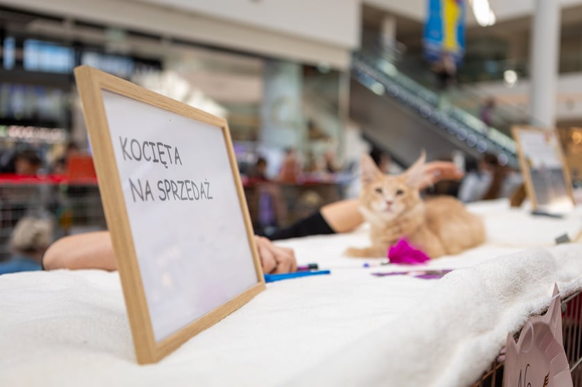 Prezentacja kotów rasowych w Magnolia Park - 24 marca