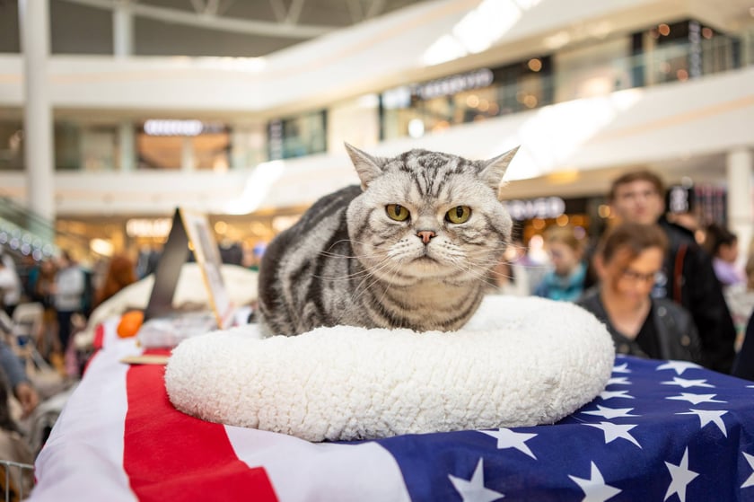 Prezentacja kotów rasowych w Magnolia Park - 24 marca