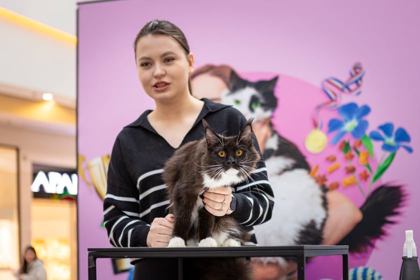 Prezentacja kotów rasowych w Magnolia Park - 24 marca