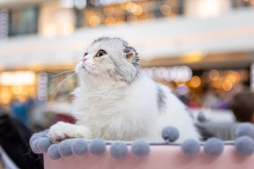 Prezentacja kotów rasowych w Magnolia Park - 24 marca