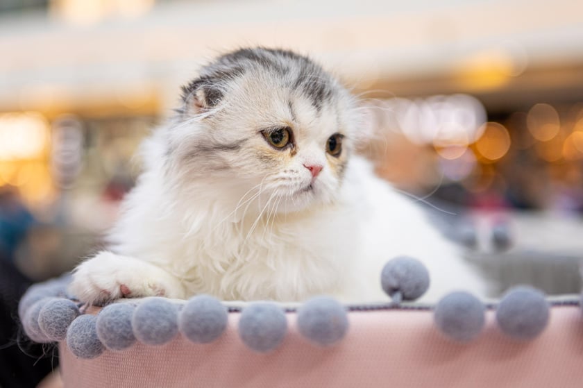 Prezentacja kotów rasowych w Magnolia Park - 24 marca