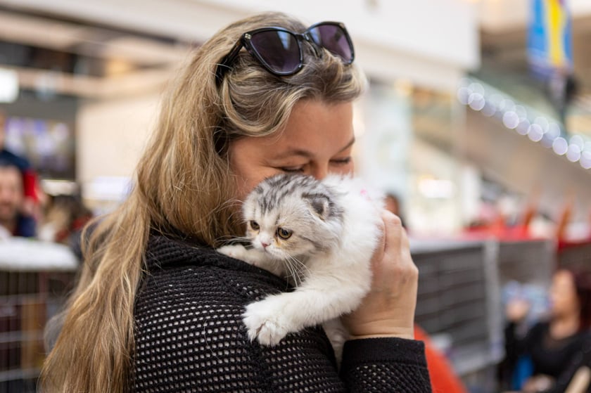 Prezentacja kotów rasowych w Magnolia Park - 24 marca